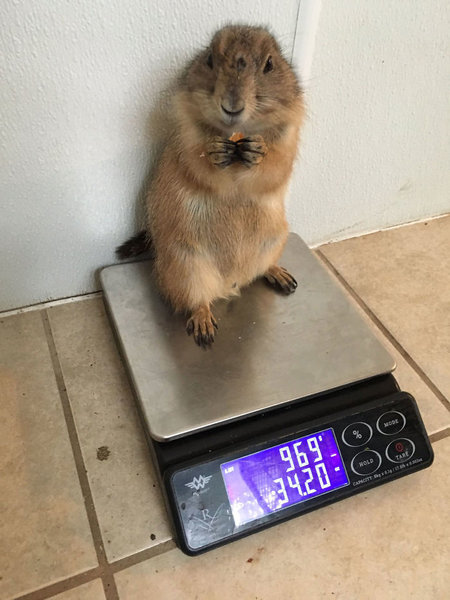 ưʪ���νŤ�¬����23