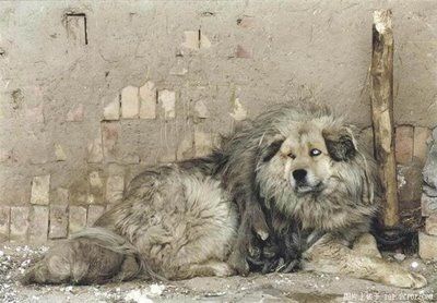ライオンみたいなチベットの犬07