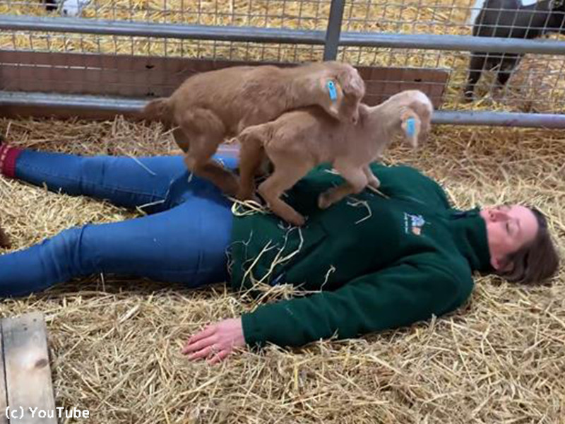 子ヤギと遊ぶ飼育員さんを襲ったキュートなハプニング 動画 らばq 子ヤギと遊ぶ飼育員さんを襲ったキュートなハプニング 動画 らばq