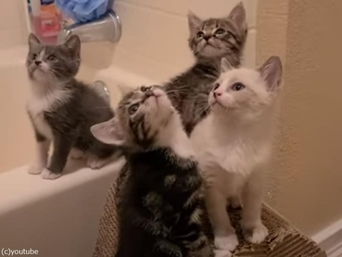 4匹の子猫たちが視線を操られる