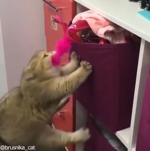 いたずら猫03