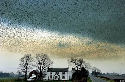 空が真っ黒になるほどの鳥の大群01