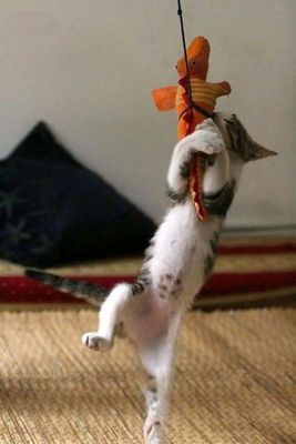 猫攻撃05