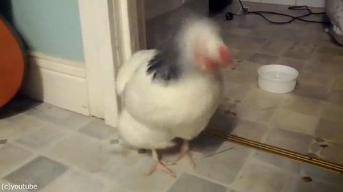 �˥�ȥ�Τ������01