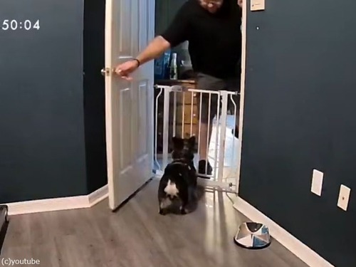 「ドアを閉めたら…犬が跳び蹴りしてた!?」フレンチブルの全力すぎる抗議（動画）