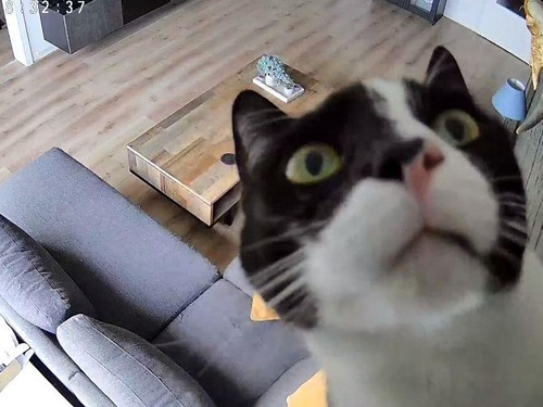 首振り防犯カメラを見た猫「動いてる!?」壁を登って調べる（動画）
