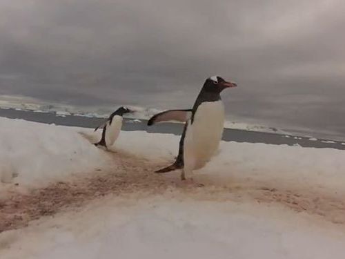 ペンギンロード02