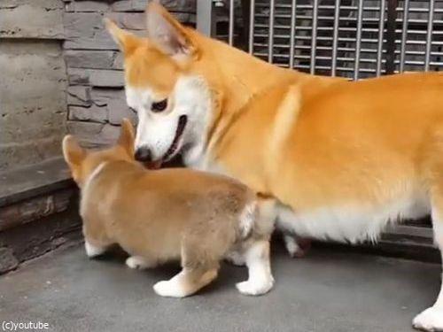 子犬に座り方を教えるコーギーの親07