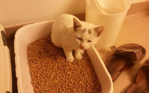 かわいそうな子猫を見つけた07