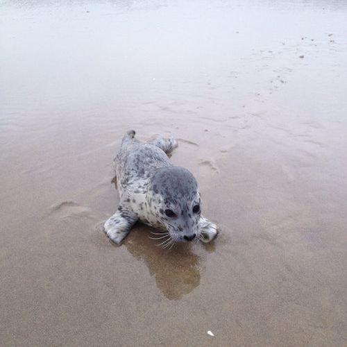 12ưʪ���֤���󤿤���Baby seal