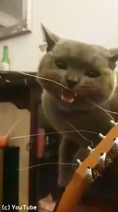 ギターの弦が気になる猫02