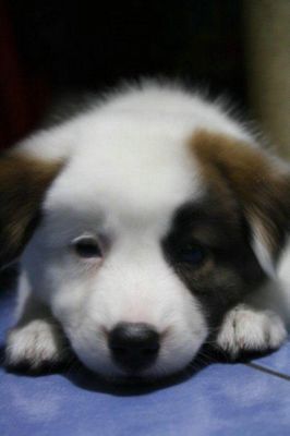 ���餱��ưʪ03