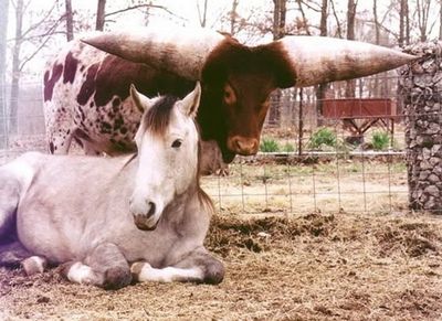 世界一のツノを持つ牛07