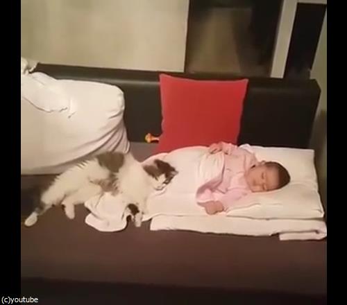うちの猫は赤ちゃんから離れない04