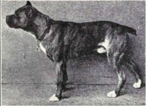 犬種は100年でこう変わった17