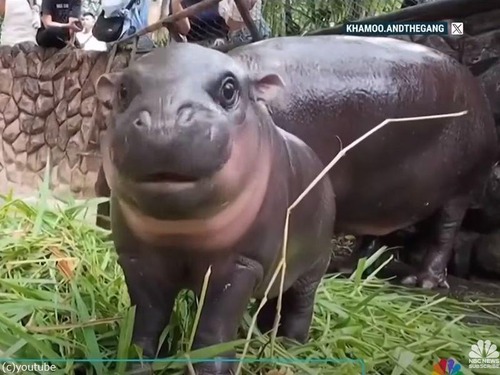 世界中で人気沸騰中…コビトカバの赤ちゃん「ムーデン」に小さな歯が生えた