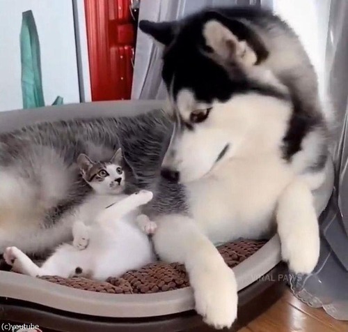 犬と猫、子猫と出会う05
