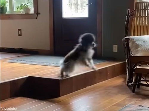 老犬にとってはちょっとした段差も…パルクール！（動画）