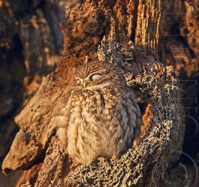 フクロウの保護色11