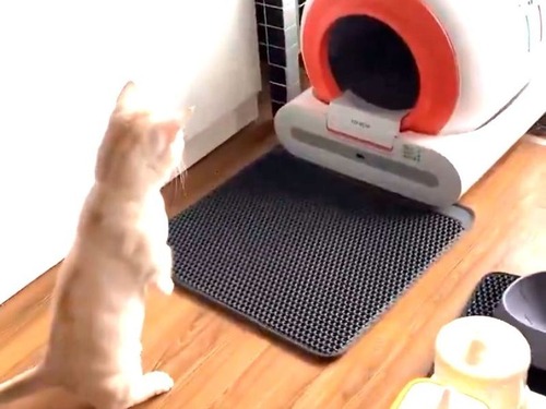 新しいトイレに驚いて…自分が猫だってことを忘れる