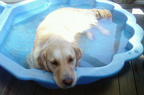 プールで遊び倒した後の犬08