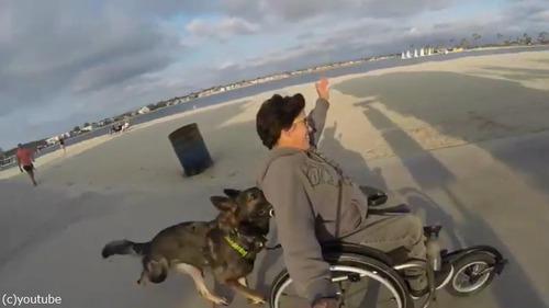 飼い主の車イスを押すジャーマンシェパード04