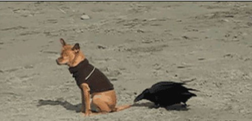 イタズラ動物05