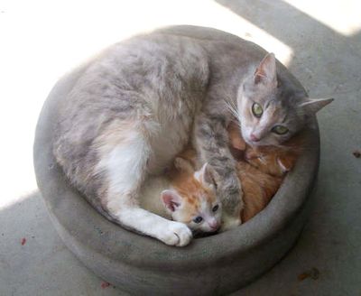 猫が、猫がはみ出てる…02