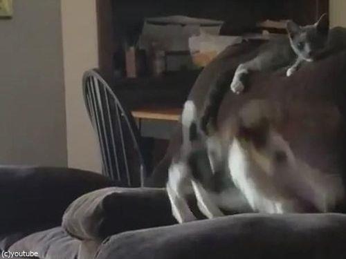 隣のソファーに飛び移ろうとする犬05