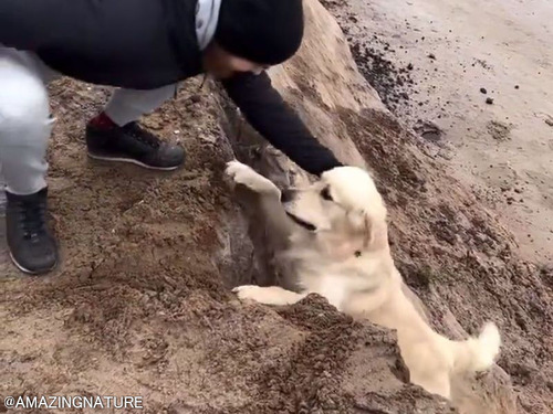 犬の危機に手を差し伸べて助けているつもりが「思ってたのと違う！」とき