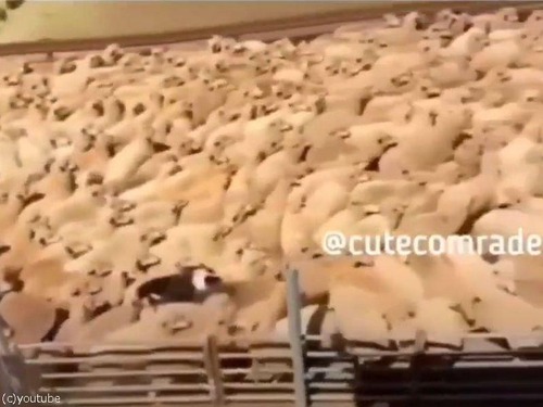 数が多くて身動きが取れない羊たち…牧羊犬が背中の上を疾走して誘導する