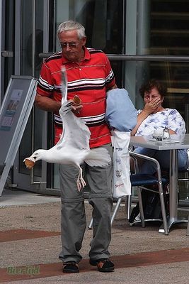 食いしん坊なカモメ06