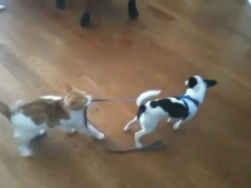 犬「あれ？進めない!」猫「ククク……」01