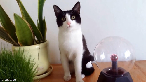 �ץ饺�ޥܡ��뤬���ˤʤ�ǭ03