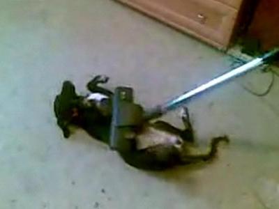 吸われて気持ちいい犬