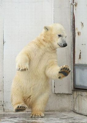 白クマのダンス01