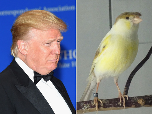 トランプ氏の髪型と完全に一致03