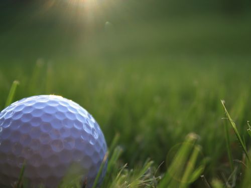 カンガルーのゴルフ場侵略00