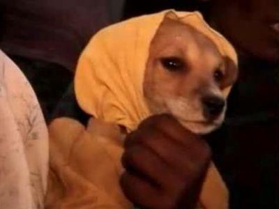 らばq 犬 らばq 犬