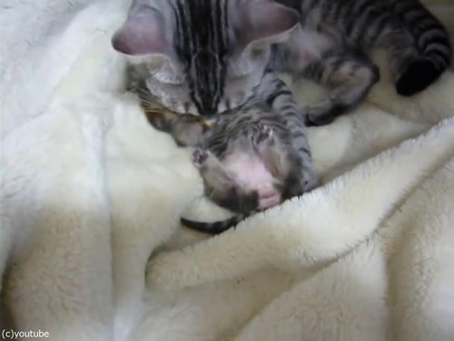 夢見る子猫をぎゅーっと抱きしめるママ猫01