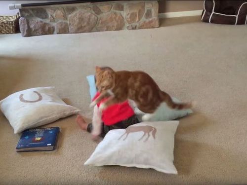 赤ちゃんが猫の上に座りかける→「安心してください！」04