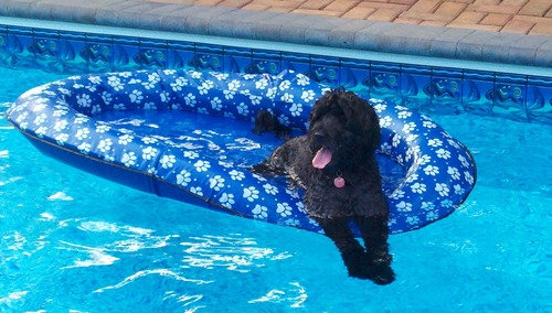 プールで遊び倒した後の犬05