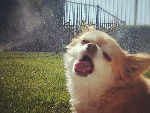 動物たちとのにらめっこ00