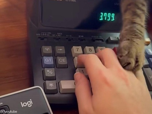 猫がそばにいるときは…計算機は使わないほうがいい（動画）