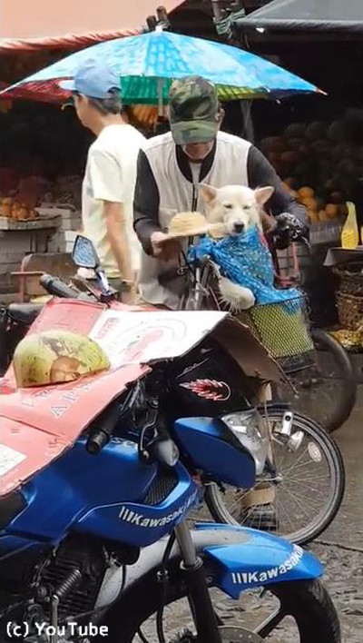 �ߤ���������Ļ����礵�󤬰����ˤȤä���ư�˿����ޤ�04