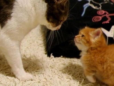 社会勉強を受ける子猫