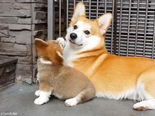 子犬に座り方を教えるコーギーの親06