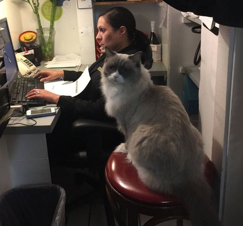 ホテルに勤続7年の猫が引退06