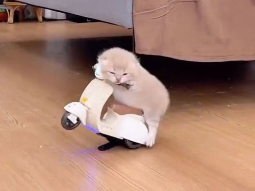 「子猫が曲芸乗りしてる…」おもちゃのスクーターを乗りこなす