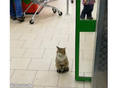 ��ư�ɥ������Ǥ��Ҥ����зޤ�����ĥ˥��00